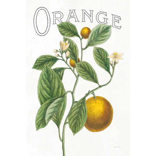 Classic Citrus VI V2 by Sue Schlabach - Wrapped Canvas Graphic Art