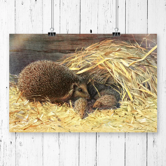 'Vintage Walter Heubach Hedgehogs' Graphic Art