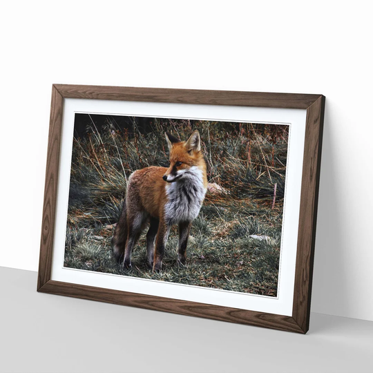 'Red Fox 4' Framed Photographic Print