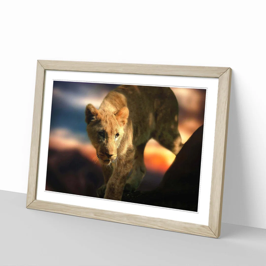 'Lion Cub 2' Framed Photographic Print