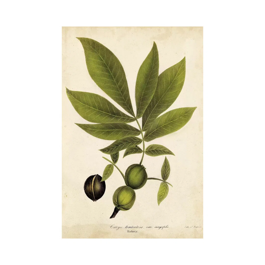 Hickory Tree Foliage by John Torrey - Wrapped Canvas Art Prints