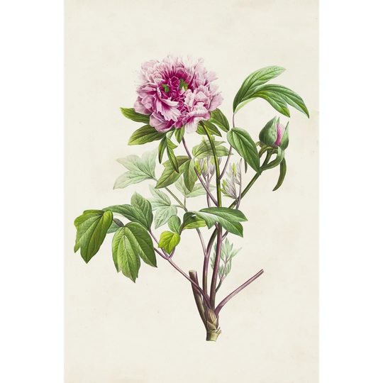 Pretty Pink Botanicals V - Wrapped Canvas Art Prints