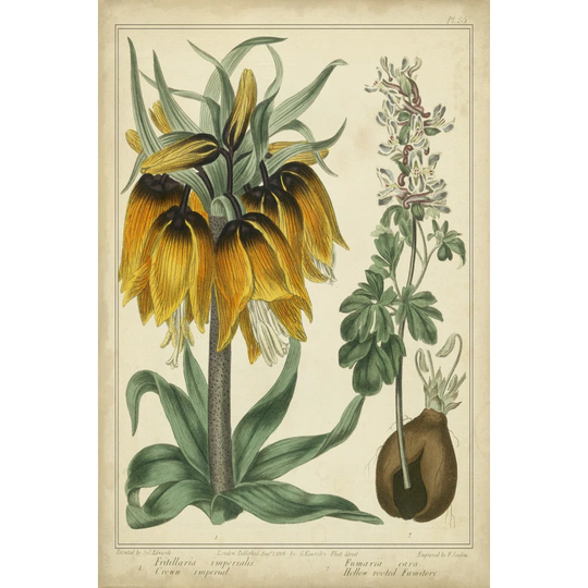 Golden Crown Imperial by Sydenham Edwards - Wrapped Canvas Painting