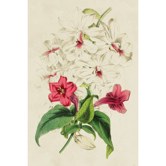 Paxton Botanical Pairing VI - Unframed Painting