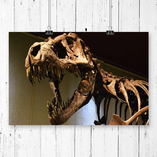 'Dinosaur Skeleton T Rex' Graphic Art