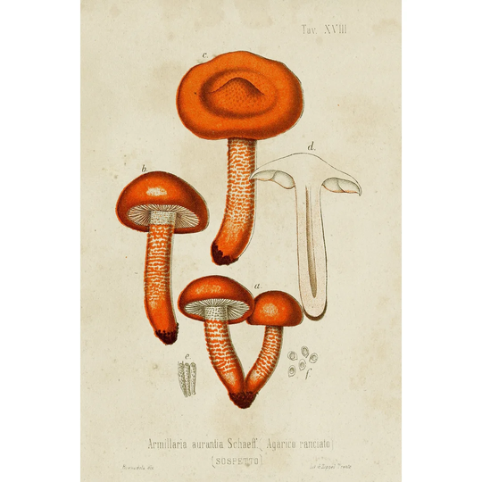 Mushroom Varieties IV - Wrapped Canvas Art Prints