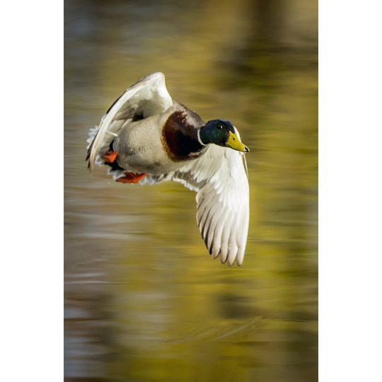 Mallard Flight I by Tyler Stockton - Wrapped Canvas Art Prints