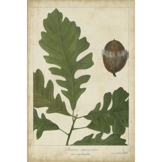 Oak Leaves & Acorns III by John Torrey - Wrapped Canvas Art Prints