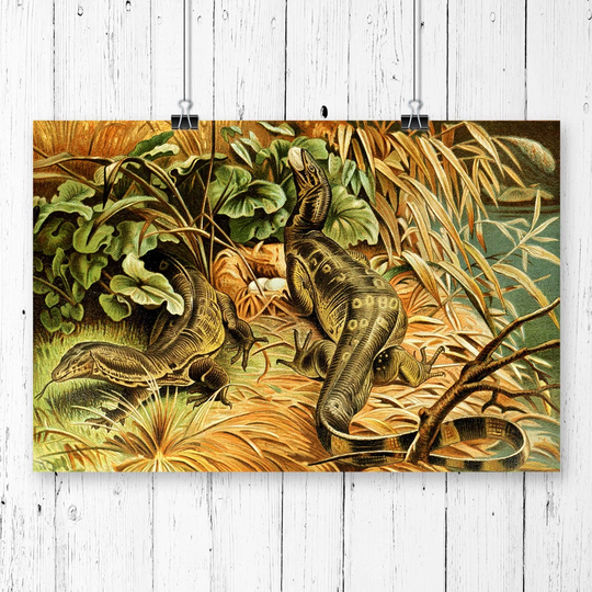 'Vintage Natural History Water-Monitors' Graphic Art