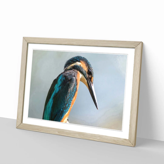 'Kingfisher Bird 2' Framed Photographic Print
