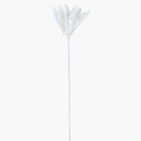 Magnolia Stem