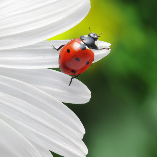 Ladybird On Camomile Flower