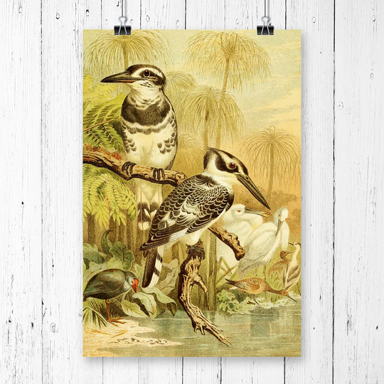 'Vintage Brehms Tierleben Black & White Kingfisher' Graphic Art