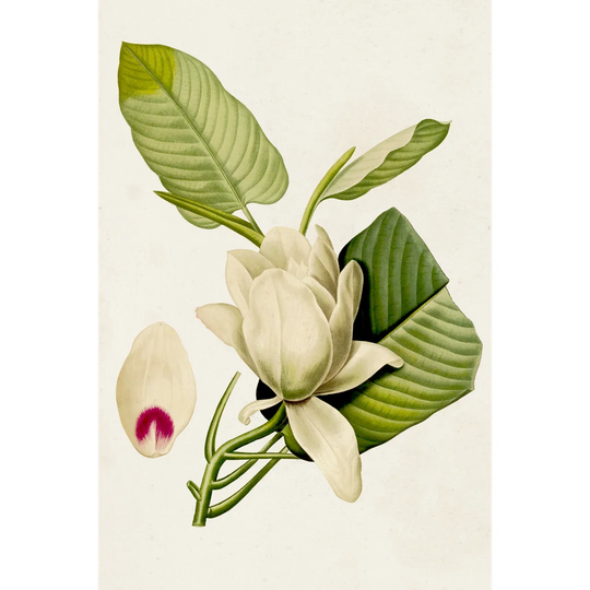 Magnolia Flowers II - Wrapped Canvas Painting