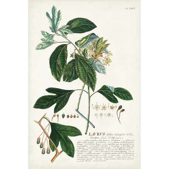 Alluring Botanical VI - Wrapped Canvas Graphic Art