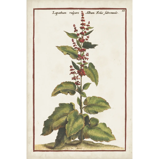 Munting Botanicals IV by Abraham Munting - Wrapped Canvas Painting Print