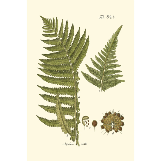 Small Antique Fern III - Wrapped Canvas Painting