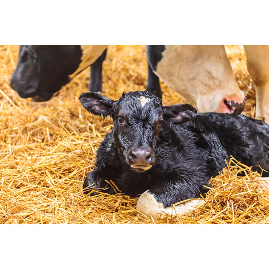 Newborn Calf on Hay in a Farmhouse - Wrapped Canvas Photograph