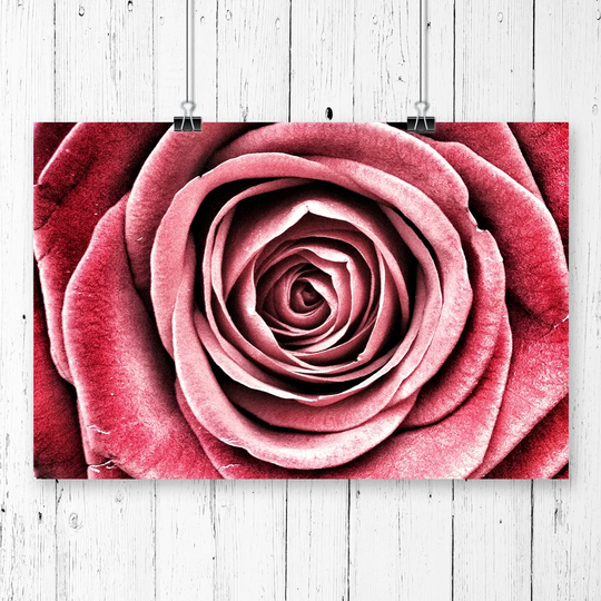"Flower Pink Rose" Graphic Art
