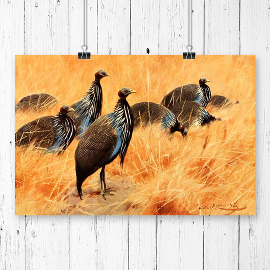 'Vintage Vulture Guinea-fowl' by W Kuhnert Graphic Art