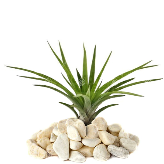 Tillandsia Abdita