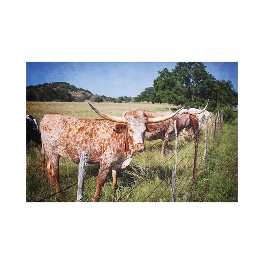 Texas Longhorns III by Ann Hudec - Wrapped Canvas Graphic Art