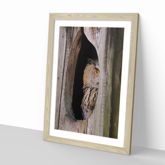 'Owl Bird 1' Framed Photographic Print