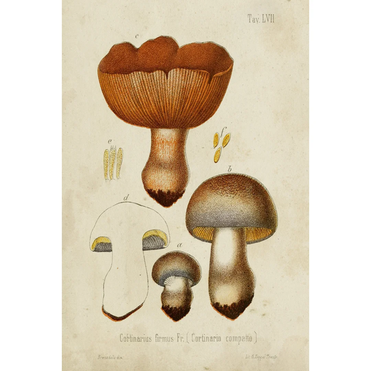 Mushroom Varieties I - Wrapped Canvas Art Prints