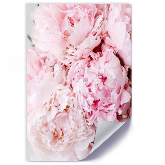 Peonies in Bloom - Unframed Photograph