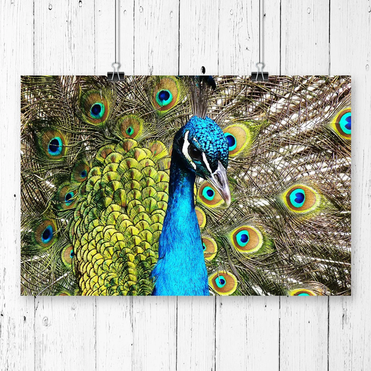 'Peacock Bird' Graphic Art