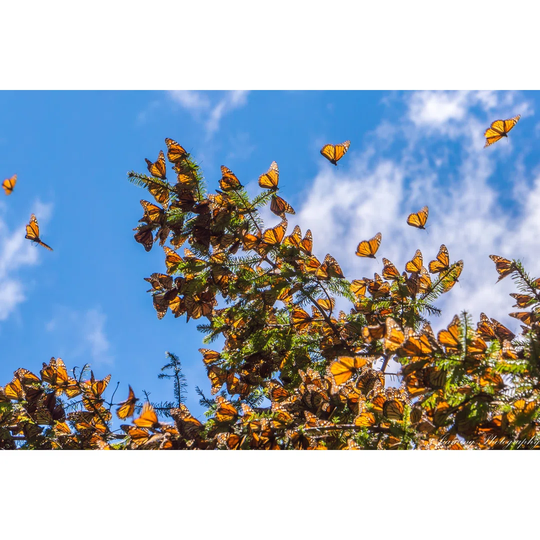 Monarch Butterflies