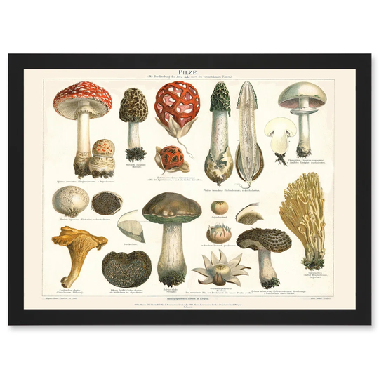 Meyers Fungus Mushrooms Toadstools Collection Artwork Framed A3 Wall Art Print