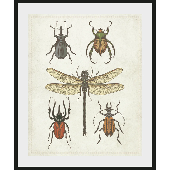 K�fer - Picture Frame Graphic Art Print on Paper