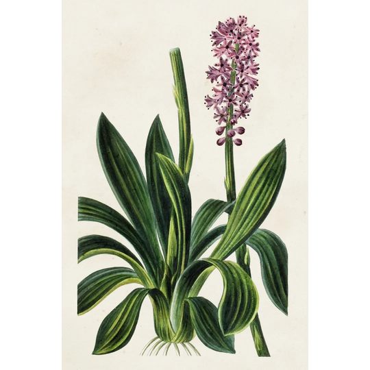Antique Floral Folio II by Pancrace Bessa - Wrapped Canvas Painting
