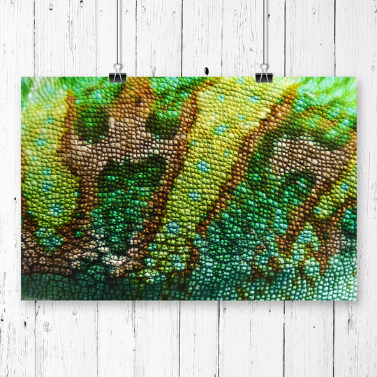 'Chameleon Lizard Reptile' Photographic Print