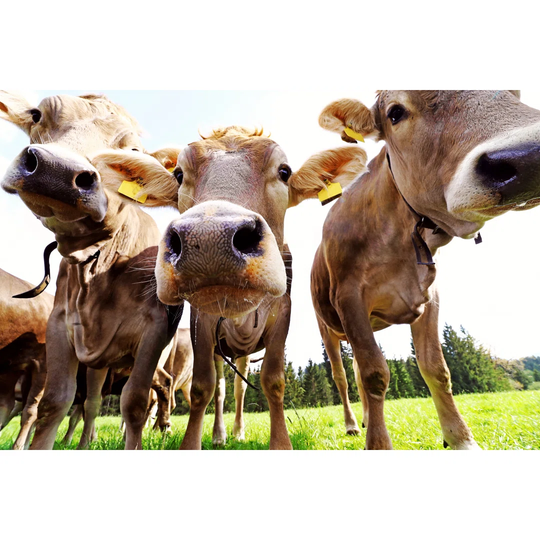 Curious Young Cattle on the Pasture - Wrapped Canvas Photograph