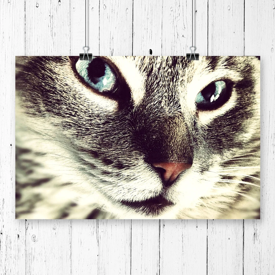 'Cat Eyes' Graphic Art