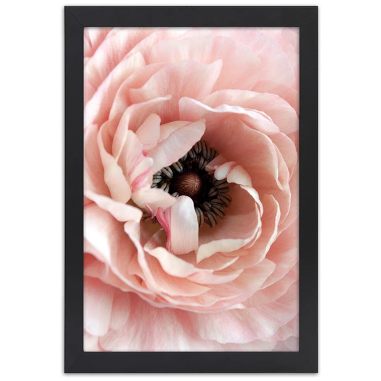 Picture In Frame, Pastel Peony Flower