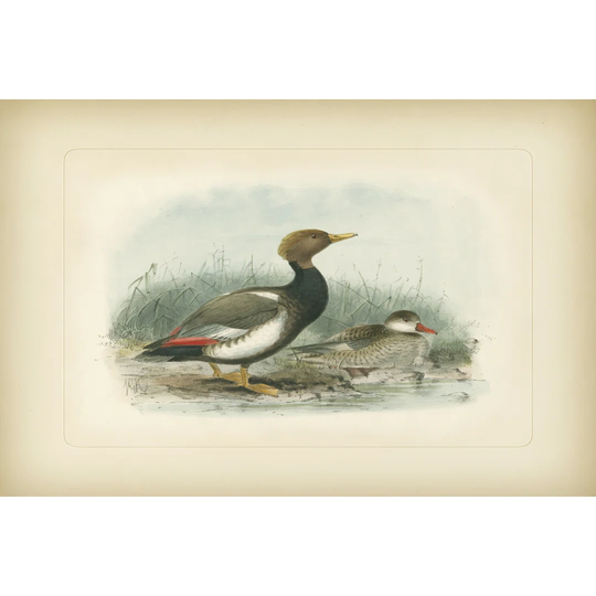 Red-Crested Pochard (EA) - Wrapped Canvas Art Prints