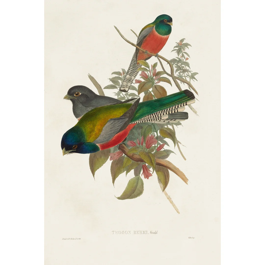 Elegant Trogons VII by John Gould - Wrapped Canvas Painting