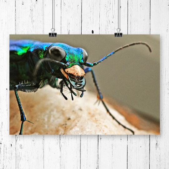 'Tiger Beetle Insect' Photographic Print