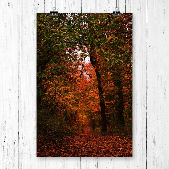 "Autumn Forest Woodland Path" Graphic Art