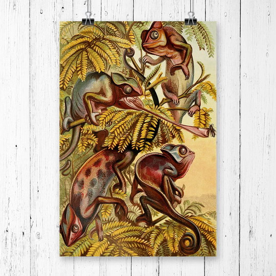 'Vintage Natural History Chameleons' Graphic Art