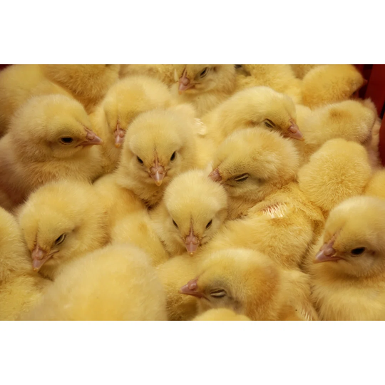 Chick by Ariusz - Wrapped Canvas Photograph