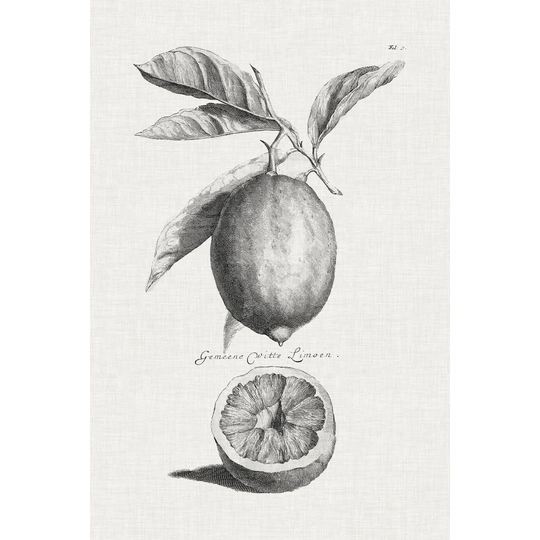 Antique Lemons And Oranges I - Wrapped Canvas Graphic Art