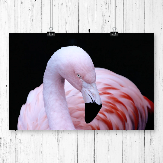'Pink Flamingo Bird' Graphic Art