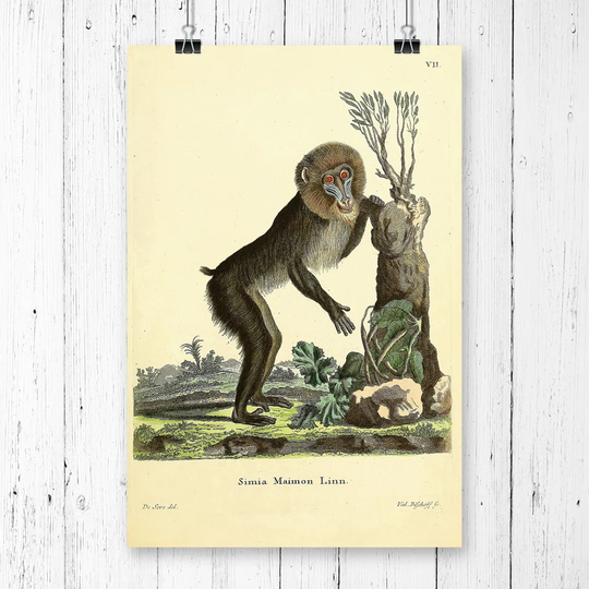 'Vintage Jacques de Mandrill' Graphic Art