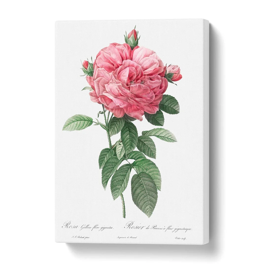 'Giant French Rose in Pink' by Pierre-Joseph Redoute - Wrapped Canvas Graphic Art Print