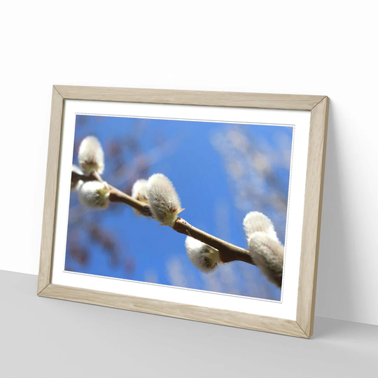 'Landscape Willow Tree' Framed Photographic Print