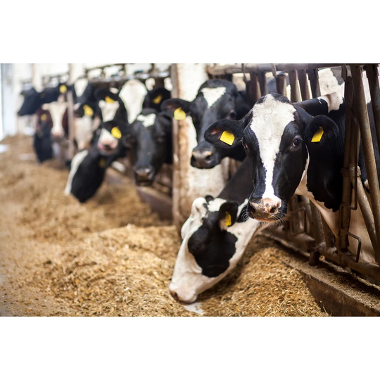 Cows on Farm. Black and White Cows Eating Hay in the Stable. by Artem Zakharov - Wrapped Canvas Photograph